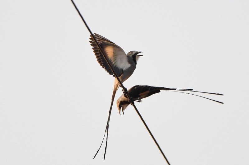 Streamer-tailed Tyrant - ML204313561