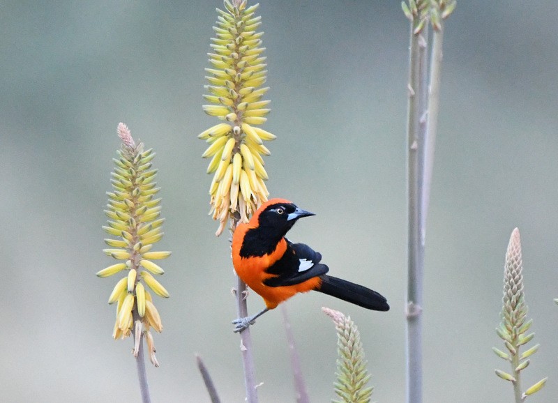 Orange-backed Troupial - ML204313601