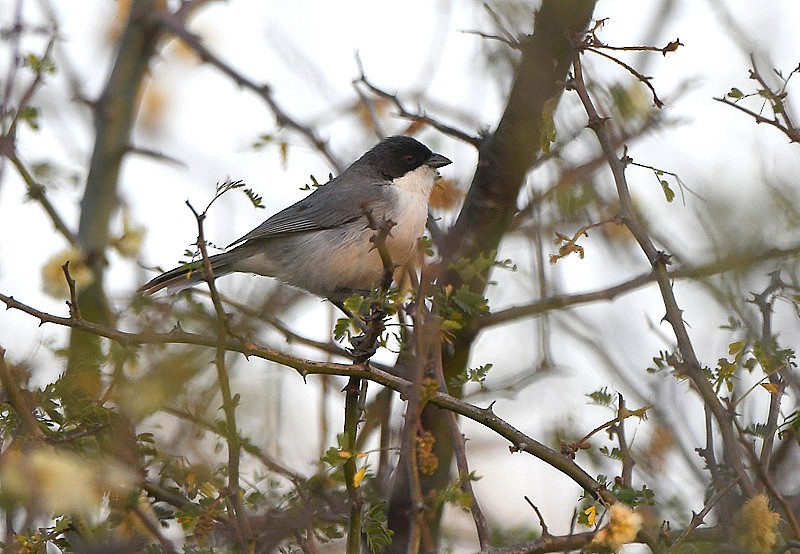 Tangara à capuchon noir - ML204313701