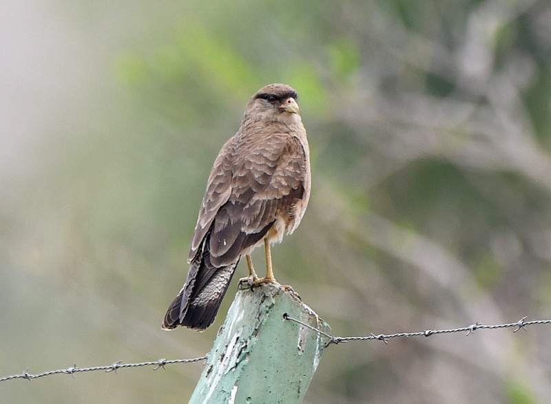 Caracara chimango - ML204313711