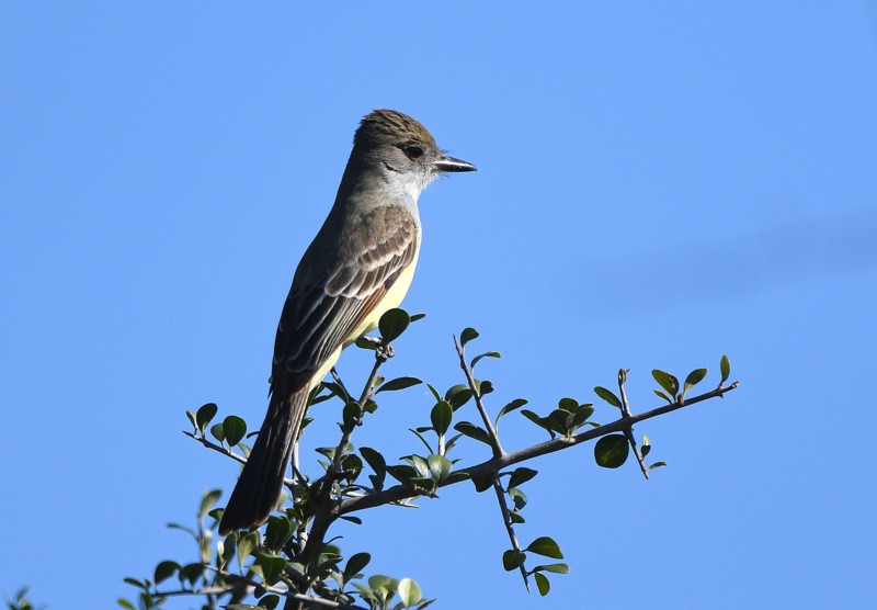 Brown-crested Flycatcher - ML204313731