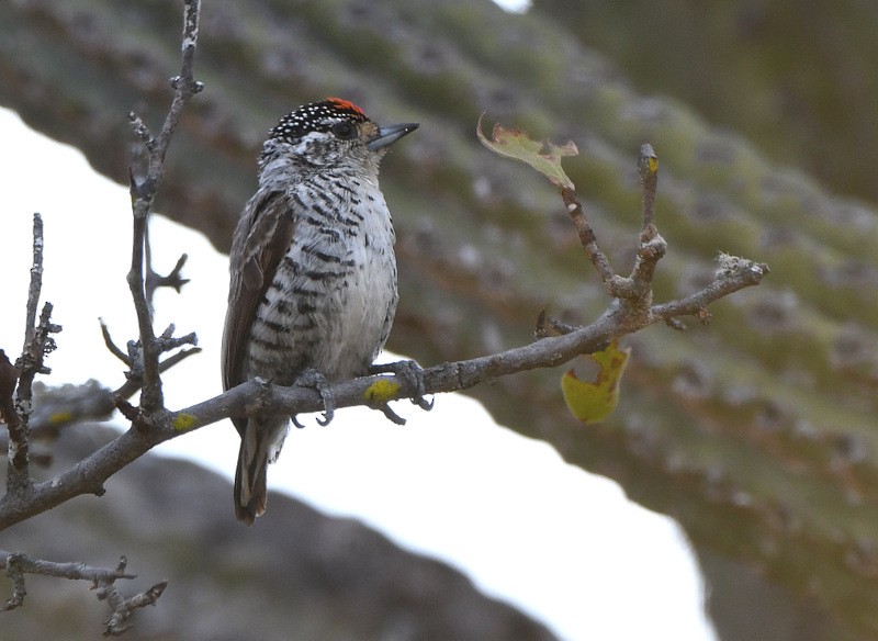 White-barred Piculet - Tadeusz Stawarczyk