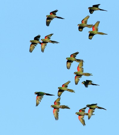 Cuban Parakeet - Hal and Kirsten Snyder
