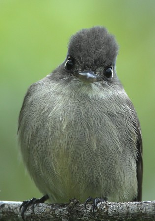 Cuban Pewee - Hal and Kirsten Snyder