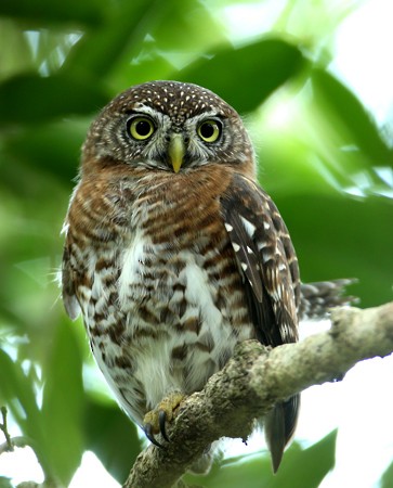 Cuban Pygmy-Owl - Hal and Kirsten Snyder