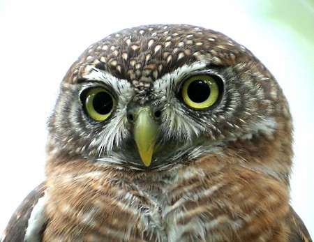 Cuban Pygmy-Owl - ML204313951