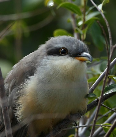 Mangrove Cuckoo - Hal and Kirsten Snyder