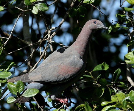 Plain Pigeon - ML204314191