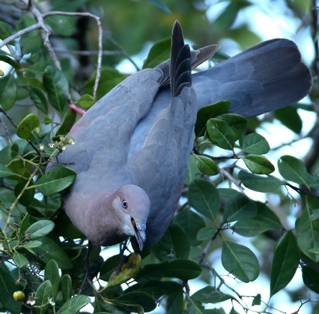 Pigeon simple - ML204314201