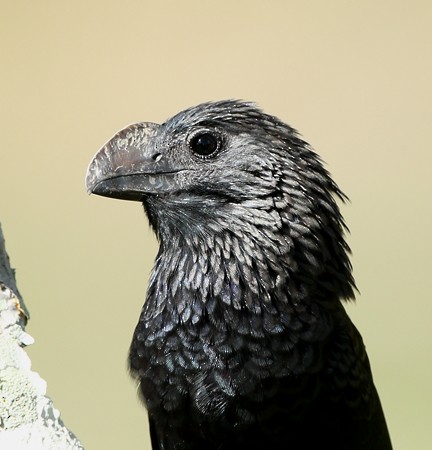 Smooth-billed Ani - ML204314231