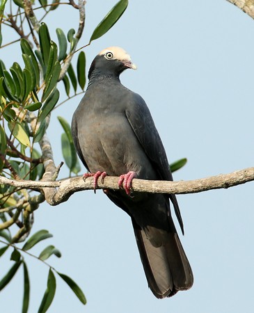 Pigeon à couronne blanche - ML204314291