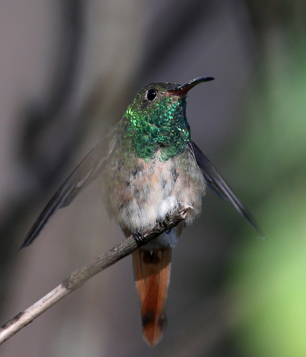 Buff-bellied Hummingbird - Hal and Kirsten Snyder