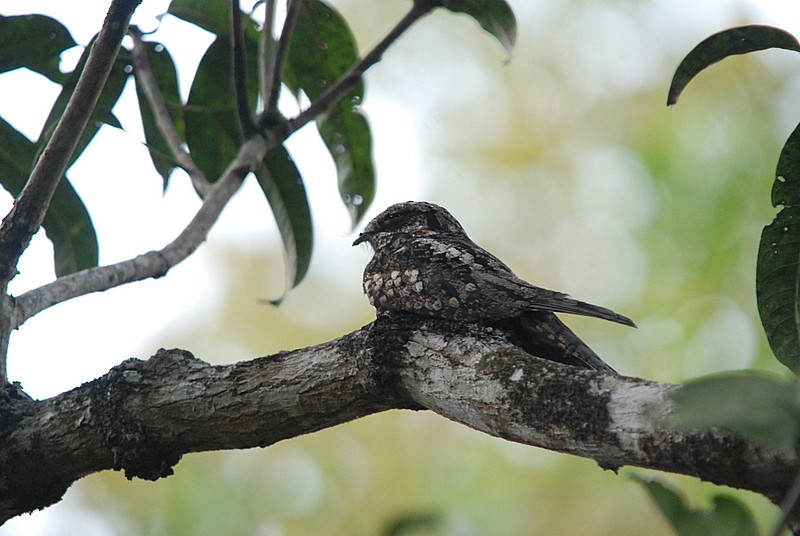 Jungle Nightjar - ML204315151