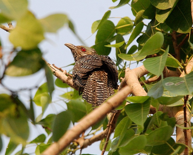 Asian Koel - ML204315211