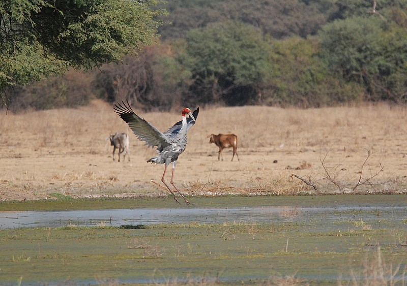 Sarus Crane - ML204315251