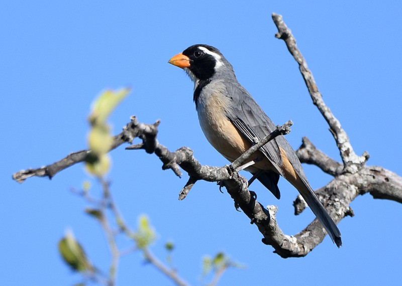 Saltator à bec orange - ML204315401