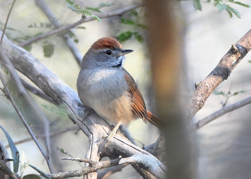 Sooty-fronted Spinetail - ML204315471