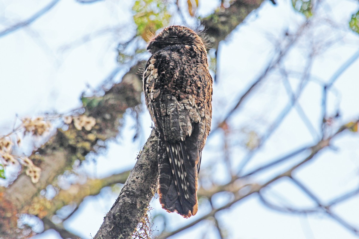 Andean Potoo - Greg  Griffith