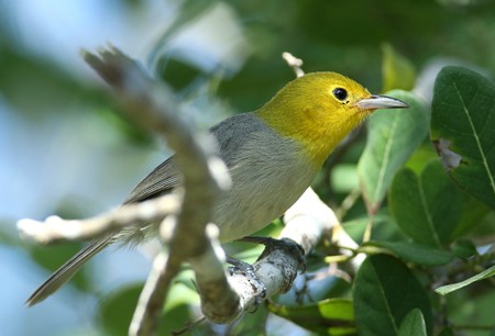 Yellow-headed Warbler - ML204315971