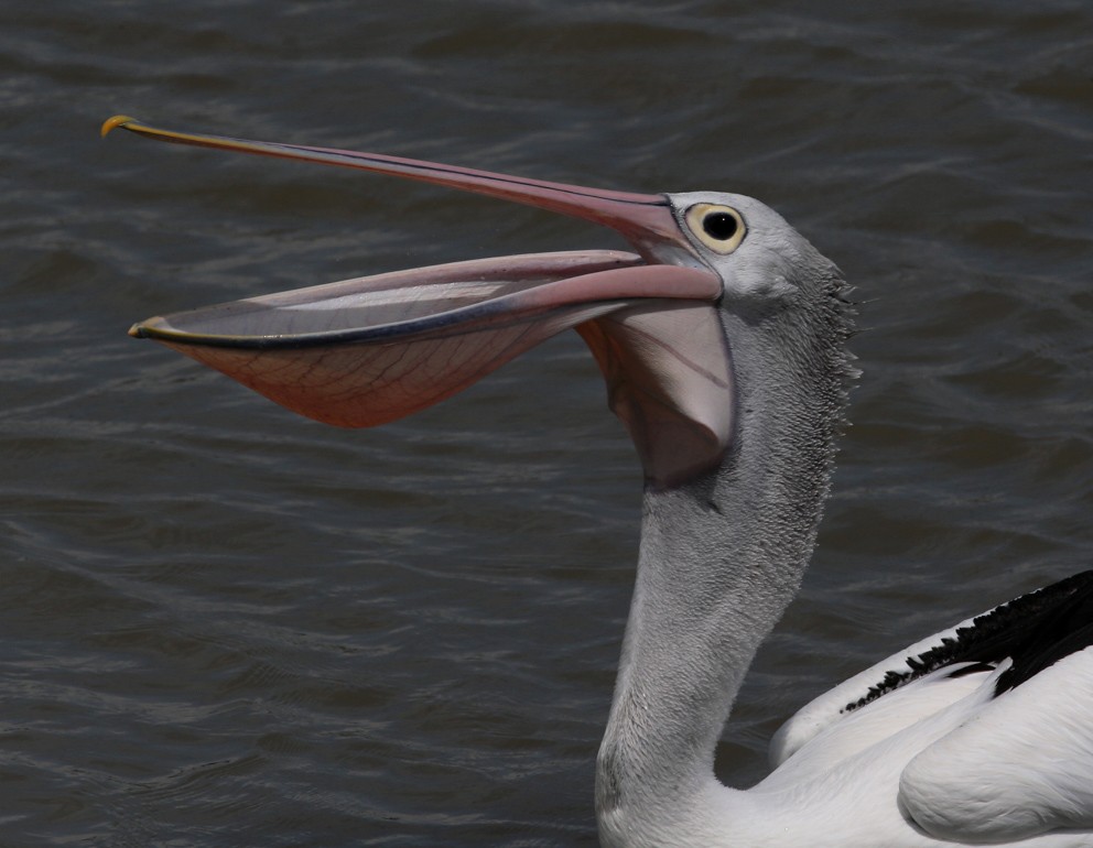 Australian Pelican - ML204316071