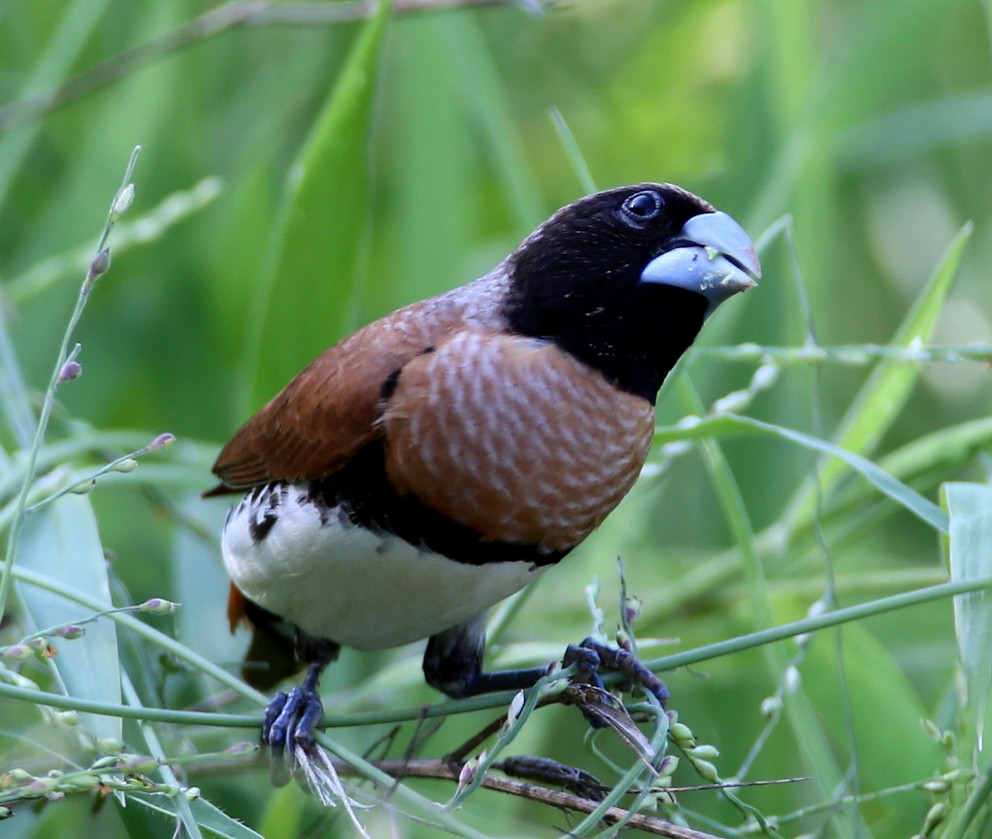 Chestnut-breasted Munia - Hal and Kirsten Snyder