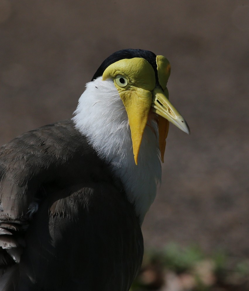 Masked Lapwing (Masked) - Hal and Kirsten Snyder