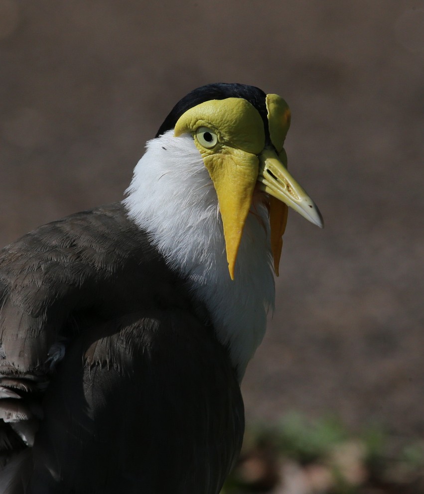 Masked Lapwing (Masked) - ML204316161