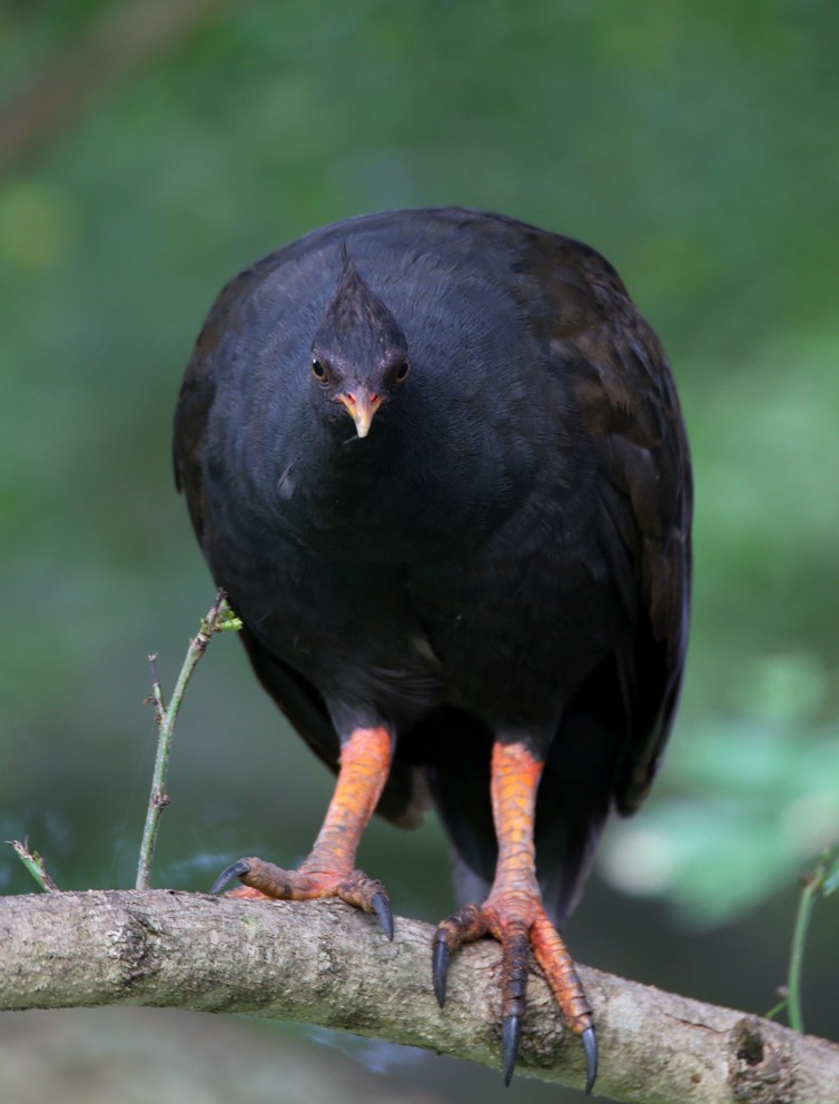 Orange-footed Megapode - ML204316181