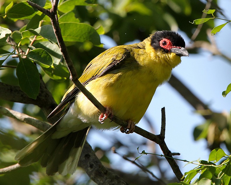 Australasian Figbird - ML204316191