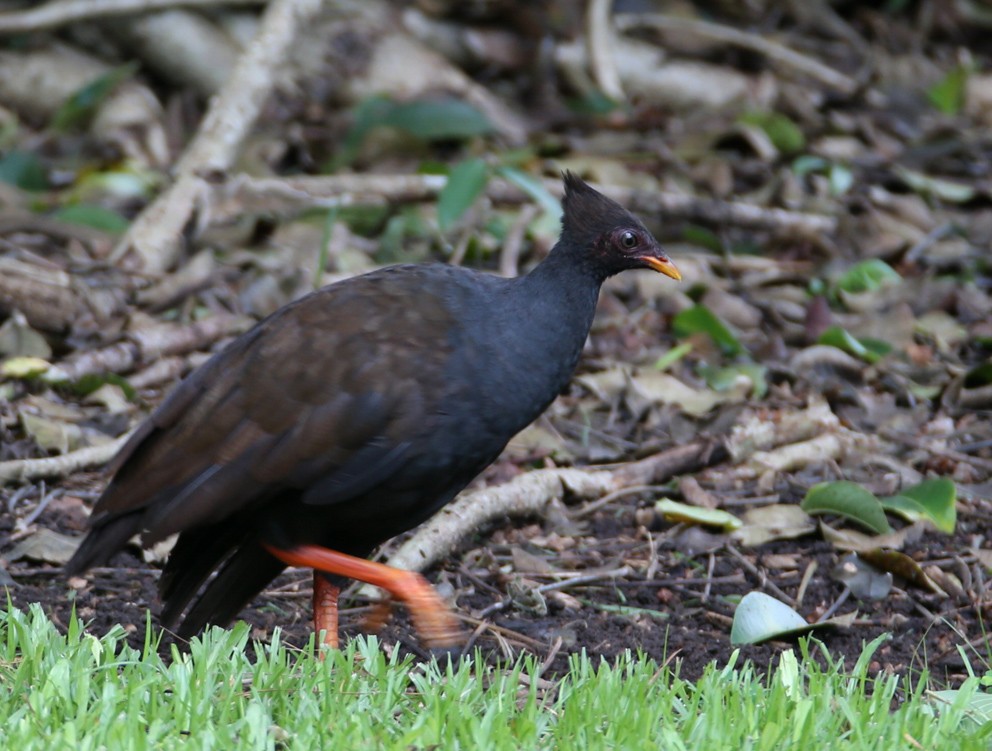 Orange-footed Megapode - ML204316201