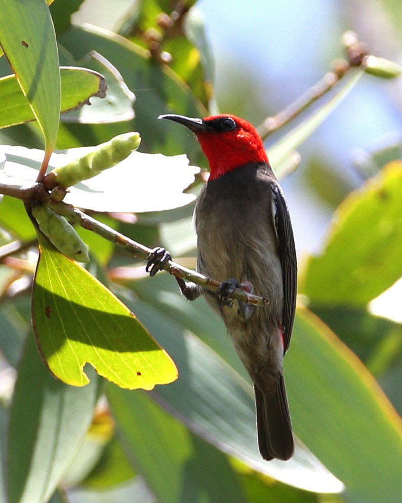 Red-headed Myzomela - ML204316241