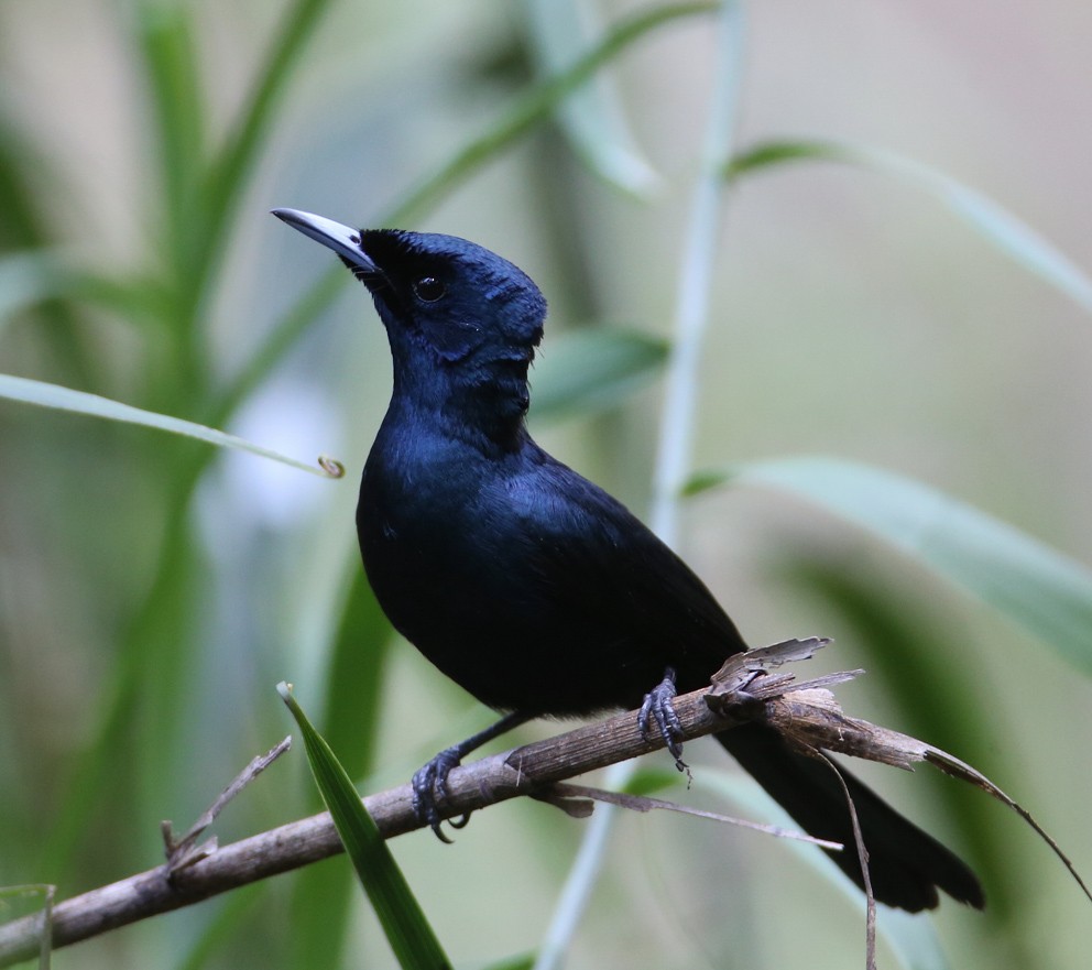 Shining Flycatcher - ML204316261