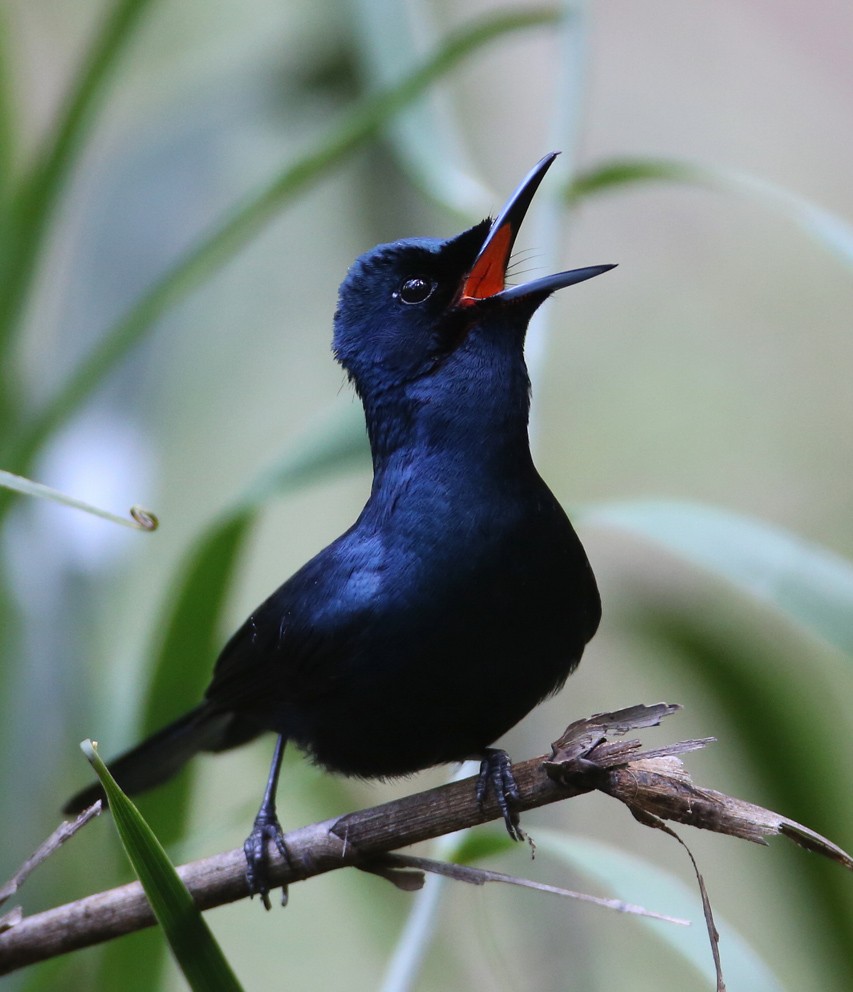 Shining Flycatcher - ML204316271