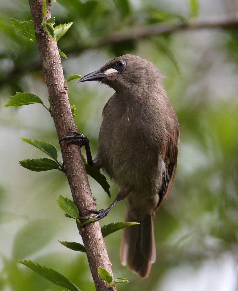 White-gaped Honeyeater - Hal and Kirsten Snyder