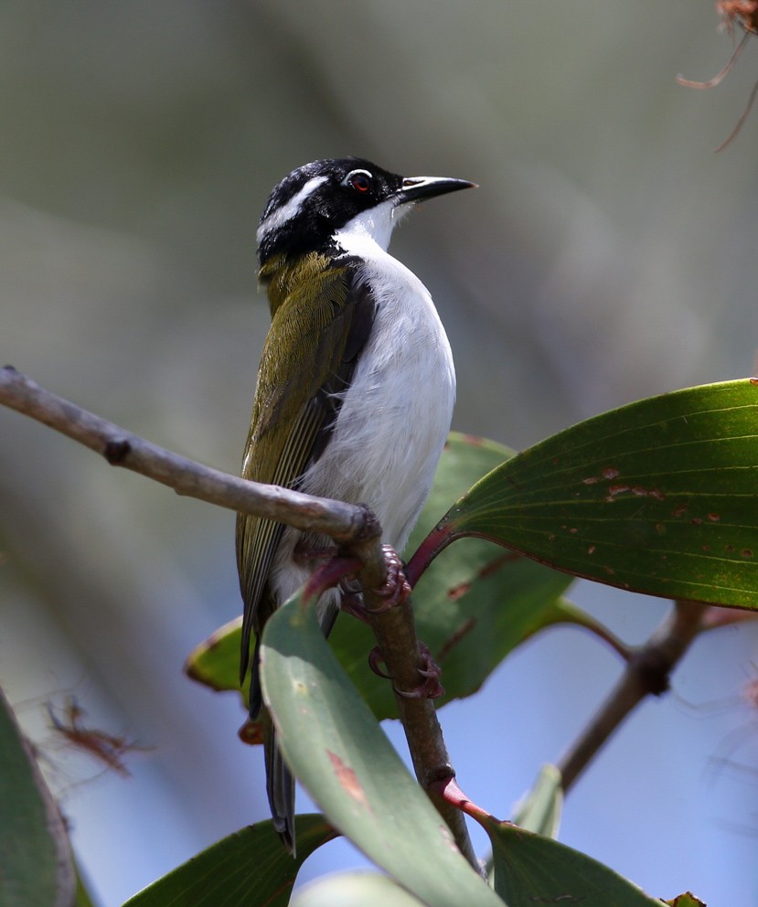 White-throated Honeyeater - ML204316301