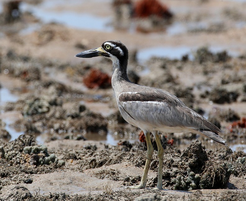 Beach Thick-knee - ML204316331