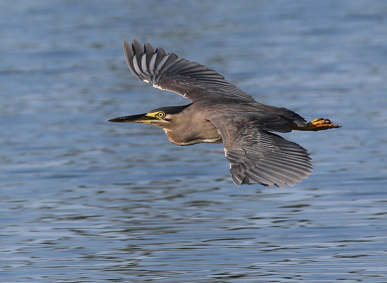 Striated Heron - Hal and Kirsten Snyder