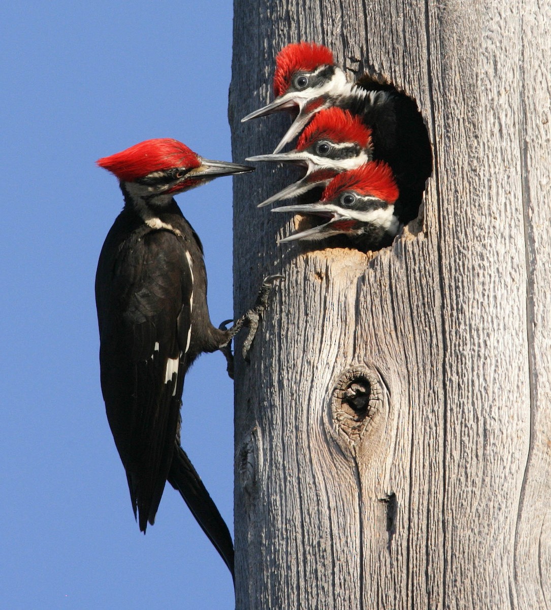 Pileated Woodpecker - Hal and Kirsten Snyder