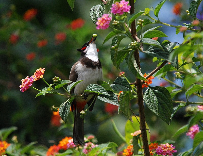 Red-whiskered Bulbul - ML204316881