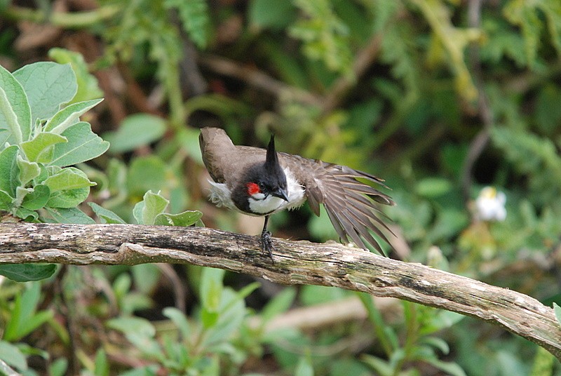 Red-whiskered Bulbul - ML204316891