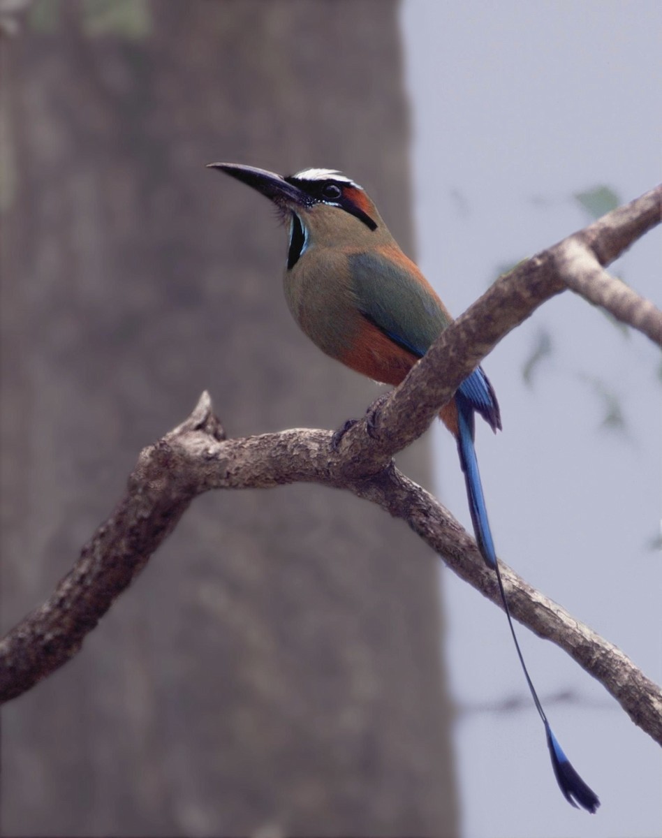 Turquoise-browed Motmot - ML204317061