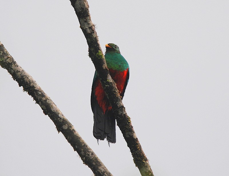 Golden-headed Quetzal - ML204317291