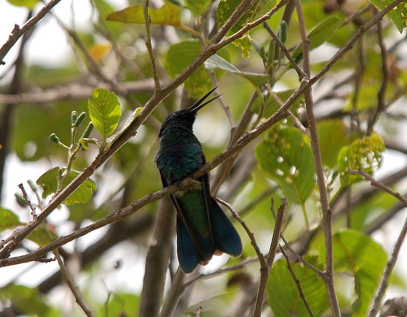 kolibřík modrolící - ML204317341