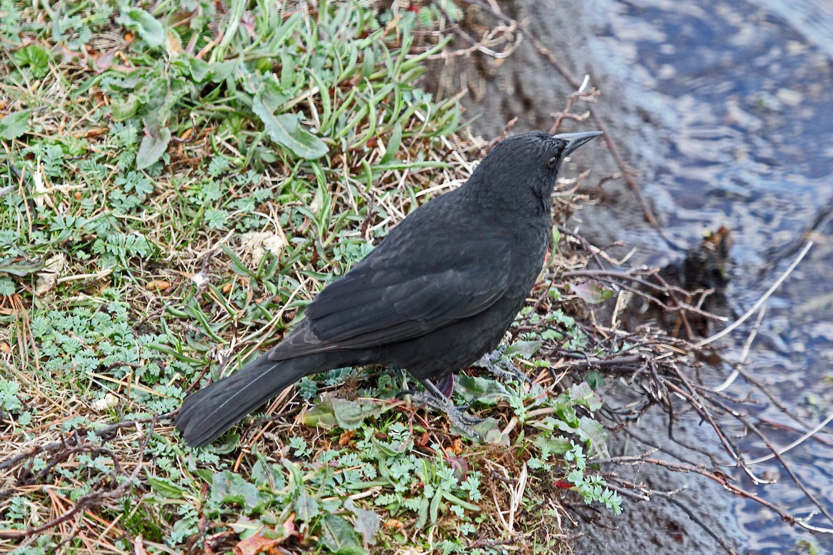 Austral Blackbird - ML204317431