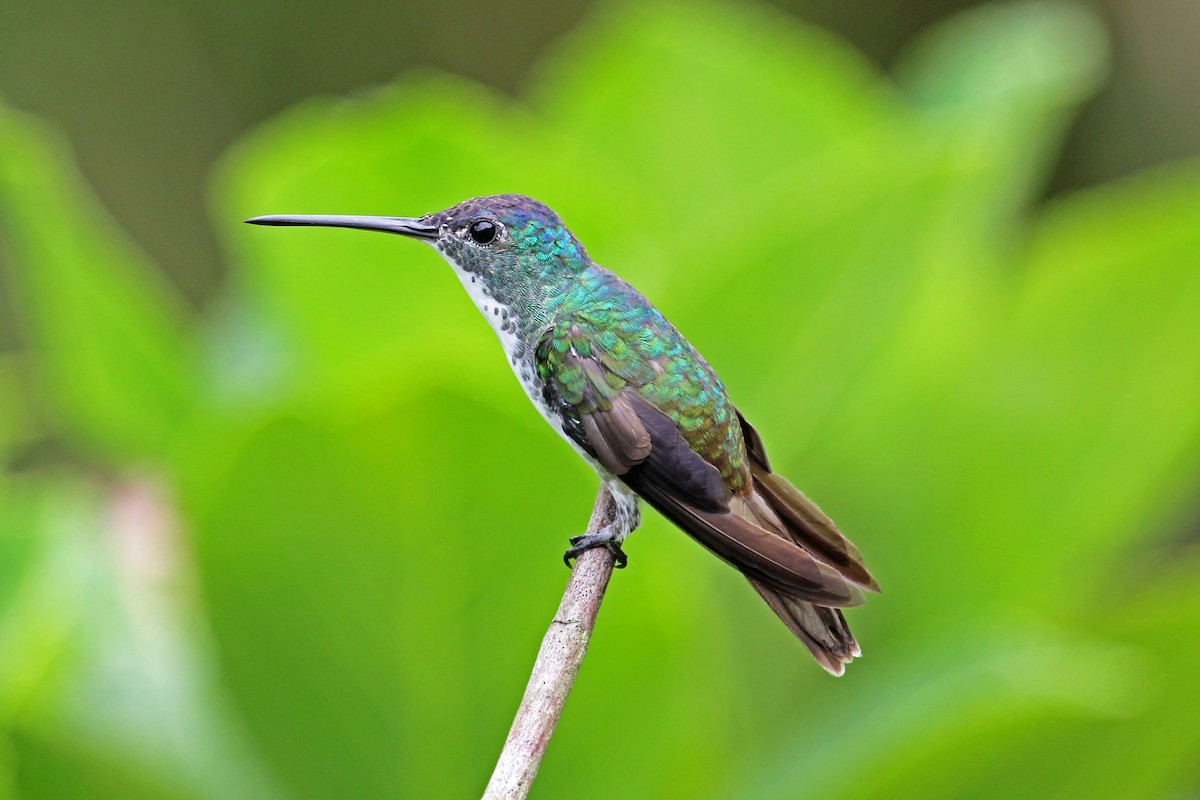 Andean Emerald - Greg  Griffith