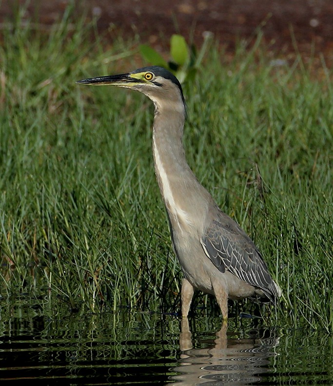 Striated Heron - Hal and Kirsten Snyder