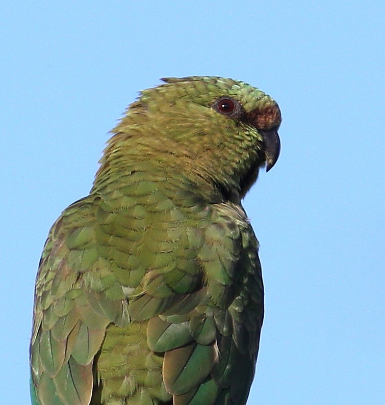 Austral Parakeet - Hal and Kirsten Snyder