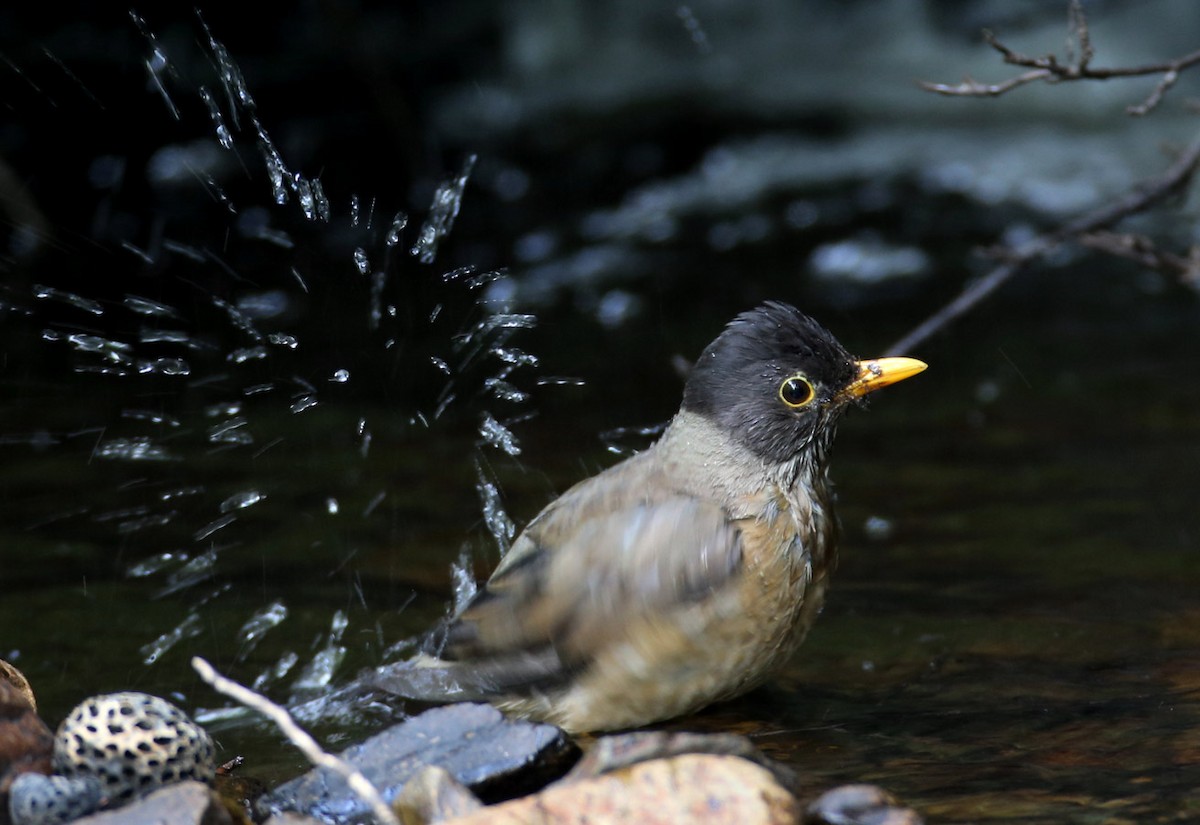 Austral Thrush - ML204318081