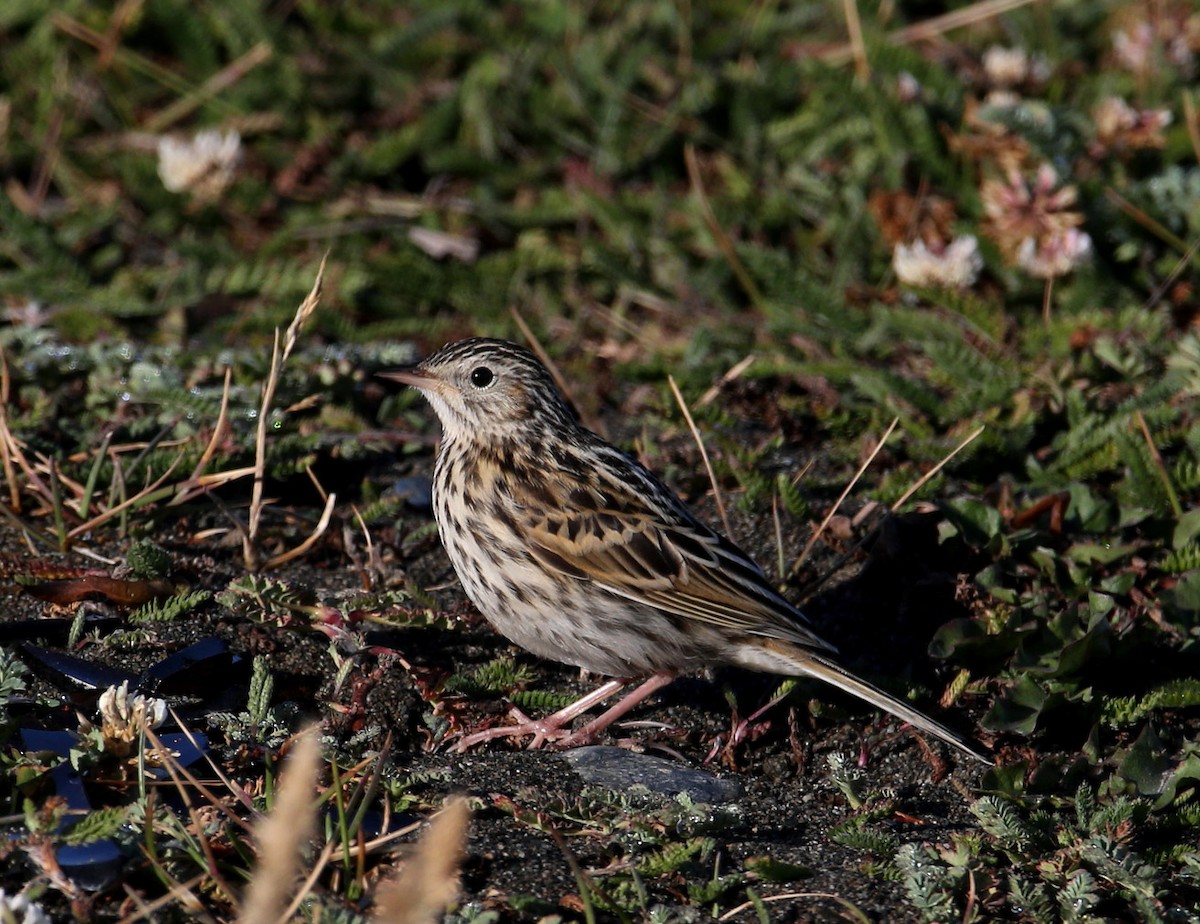 Correndera Pipit - ML204318131