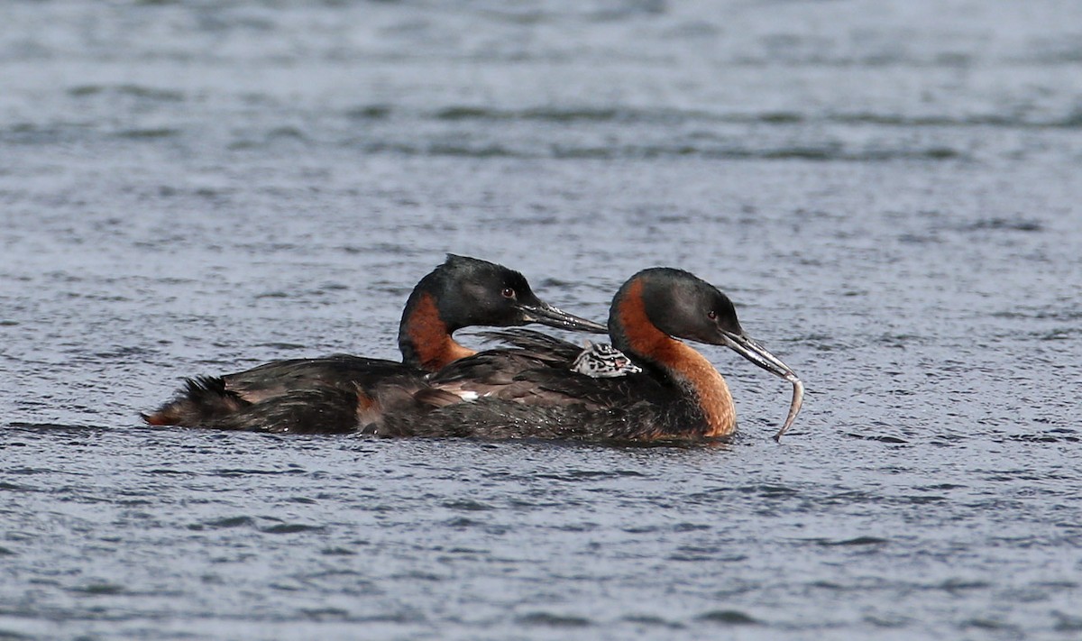 Great Grebe - ML204318231